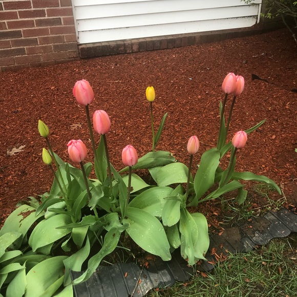 Meet your Posher, Nevine - Picture 1 of 1